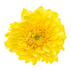 Yellow flower isolated on white background