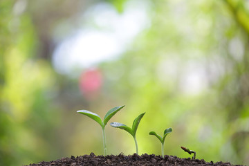 Plant