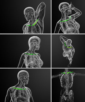 3d rendering medical illustration of the clavicle bone