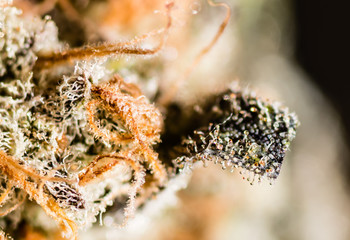 Cannabis Indoor