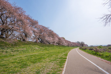 Fototapeta premium Japanese spring scenic with cherry blossom.