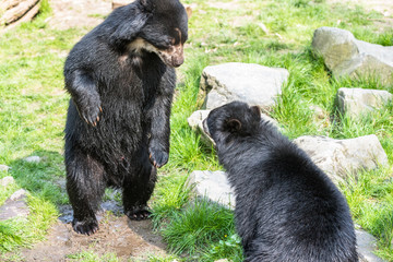 Black bear cubs playing and fighting