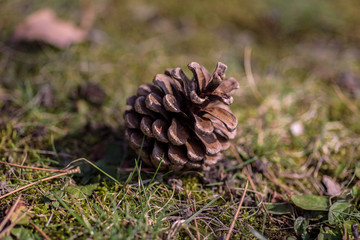 Single pinecone on the forest floor