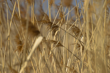 The golden fields of Russia