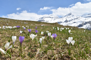 Les Diablerets