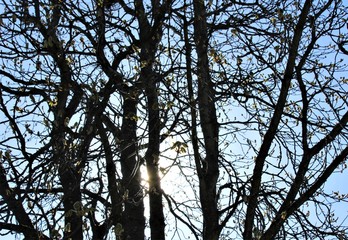 Afternoon sunlight through tree branches in early spring