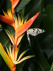 The Paper Kite butterfly on a Bird of Paradise flower