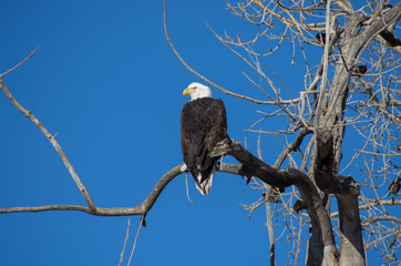 Bald eagle perched profile view