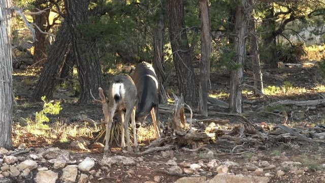 Two mule deer sparing during the rut