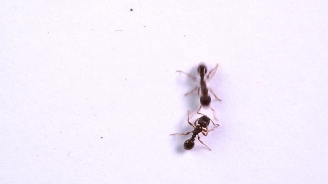 Ants insects walks on white background