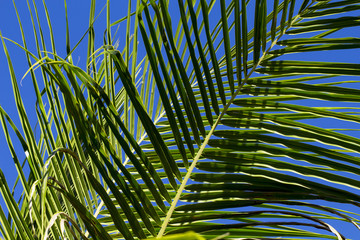 Palm leaf closeup photo on blue sky background. Green palm leaf on blue sky