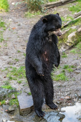 Obraz na płótnie Canvas Black bear standing on his hind legs in the zoo
