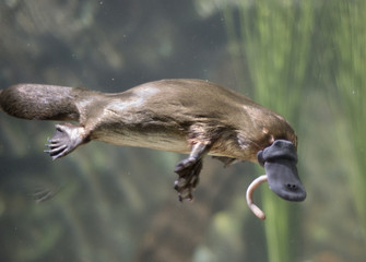 Tasmania , platypus eating worm