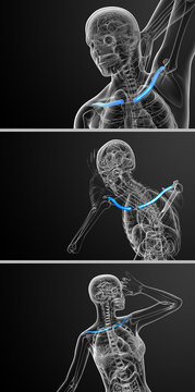 3d rendering  medical illustration of the clavicle bone