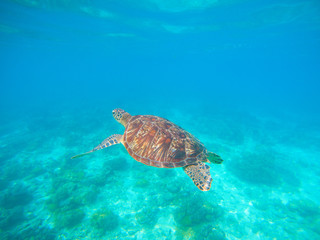Obraz premium Green turtle swim in blue sea water. Snorkeling with tortoise.