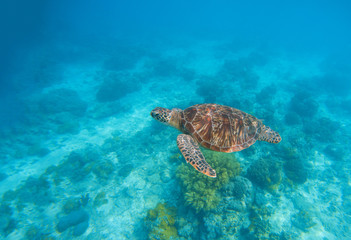 Sea turtle in water. Exotic island seaside environment in sea lagoon.