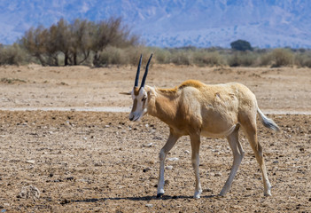 Baby of Sahara scimitar Oryx (Oryx leucoryx) in nature reserve near Eilat, Israel. 