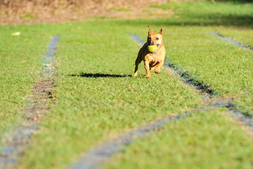 little Staffy x dog running with a ball