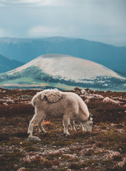 Obraz premium Mountain Goat roaming and eating