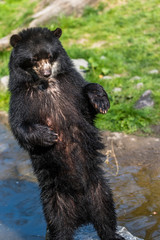 Black bear standing on his hind legs in the zoo