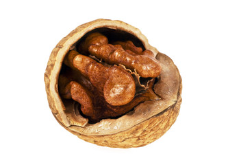 Dried walnut on a white background, close up