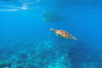 Fototapeta na wymiar Green turtle in seawater above coral reef. Marine animal in wild nature