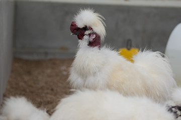 Fancy Silkie chicken in farm