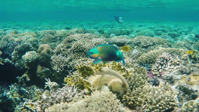 A bright parrot fish sails among the corals of the Red Sea. Amazing diving