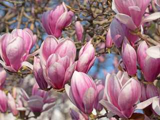 Magnolienbaum, Magnolia