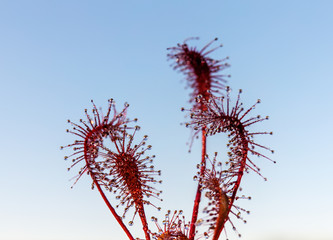 sundew on the background of the sky