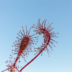 sundew close up