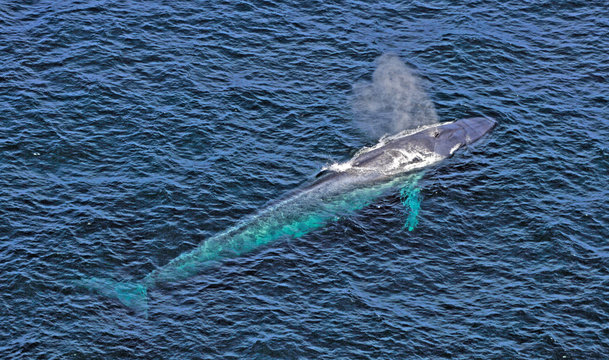 Blue Whale from the air