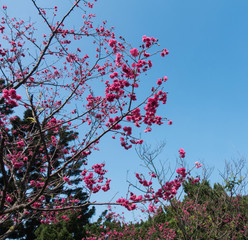 Sakura in Taipei