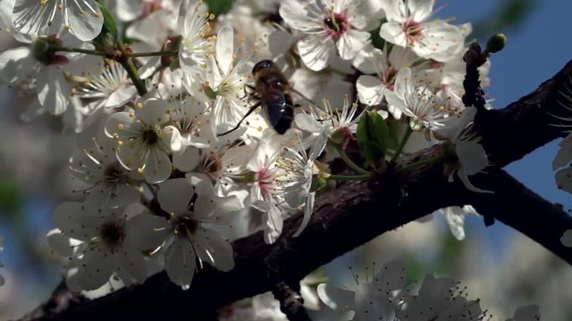 Biene auf Blüte der Süßkirsche (Cerasus avium)