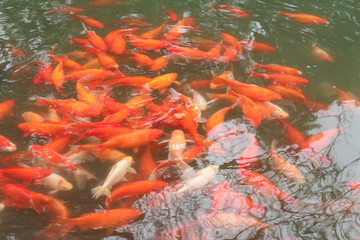 Koi swim in Pond. Movement of swimming in green water