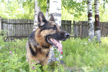 Dog german shepherd in village