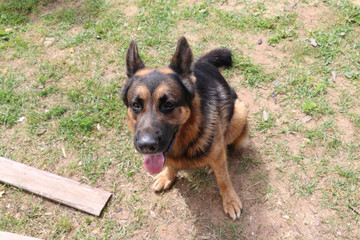 Dog german shepherd in village