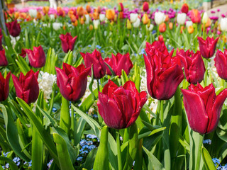 Field of  red tulips for a spring-themed background