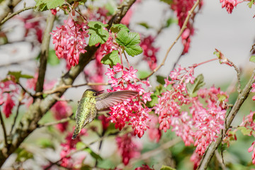 green hummingbird bird near the flowers on blury background