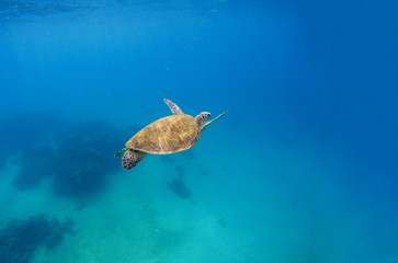 Obraz premium Green turtle dives in blue sea water. Sea landscape with tortoise.