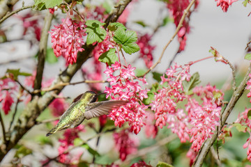 green hummingbird bird near the flowers on blury background