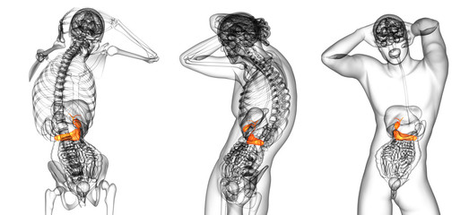 3d rendering medical illustration of the gallblader and pancrease
