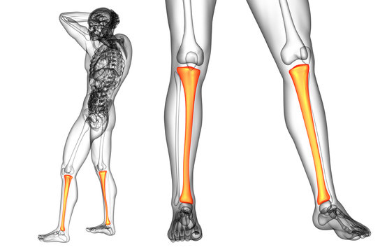 3d rendering medical illustration of the tibia bone