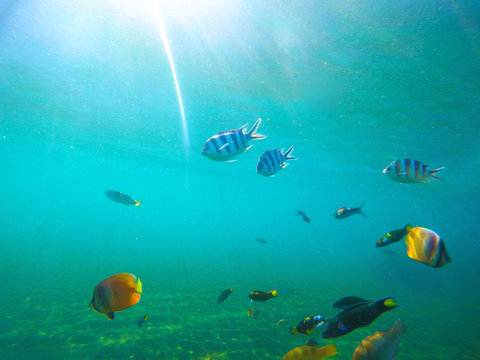 Underwater landscape with tropical fishes. Sunny undersea scene with coral fishes.