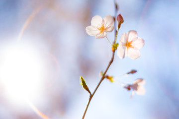 桜