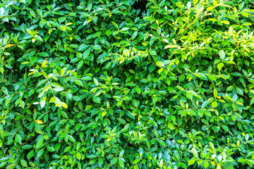 Beautiful plant nature texture for background