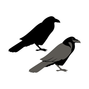 Raven vector illustration style Flat set silhouette