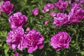 Bush flowering pink peonies