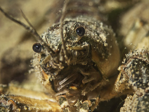 American crayfish, Amerikanischer Flusskrebs (Orconectes limosus)