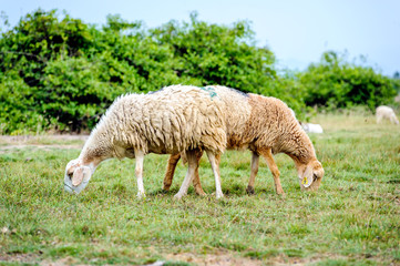 The sheeps are eating grass on fileds in Ninh Thuan province, Vietnam